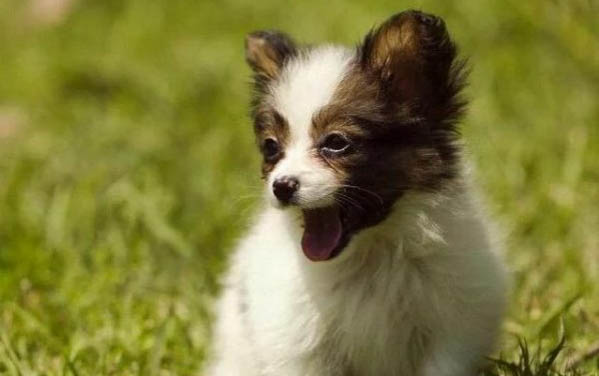 狗狗貧血不輸血就等死嗎