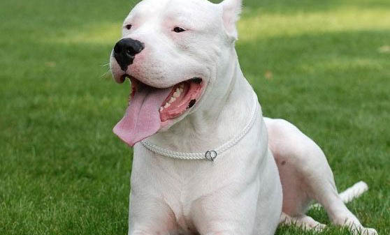 護(hù)衛(wèi)犬有哪些