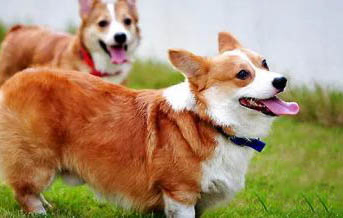 棉花面紗犬哪里有賣