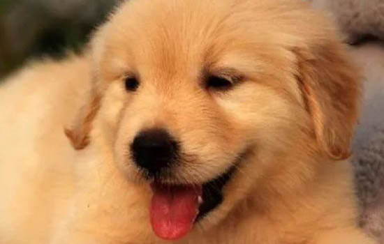 狗狗出現的6大癥狀 很可能是狂犬病
