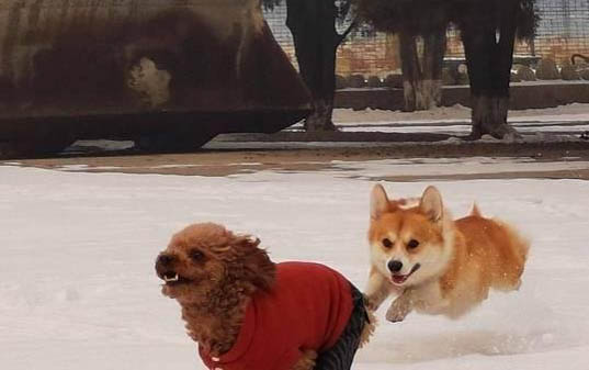 狗狗為什么不能吃葡萄
