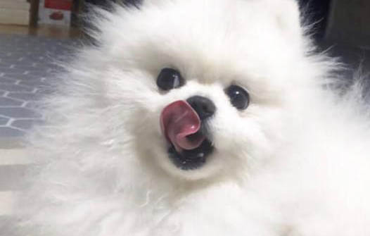 智商最高的狗狗
