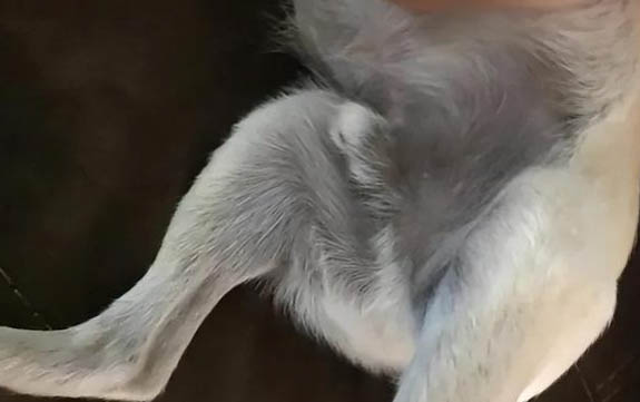 狗的預(yù)防針有哪些品種