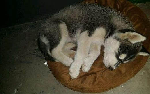 狗狗打疫苗之后出現犬窩咳癥狀怎么回事啊