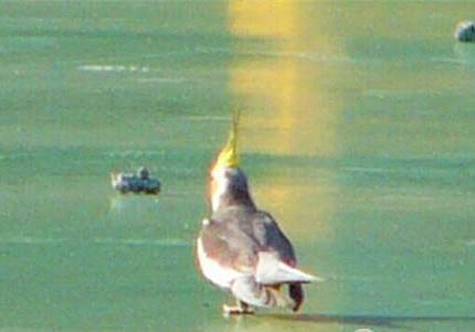 迷你鸚鵡魚(yú)價(jià)格多少一只