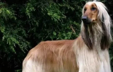 阿富汗犬為什么都禁養