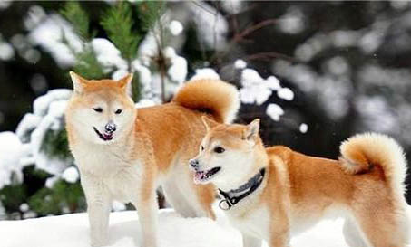 柴犬幾個月才變漂亮