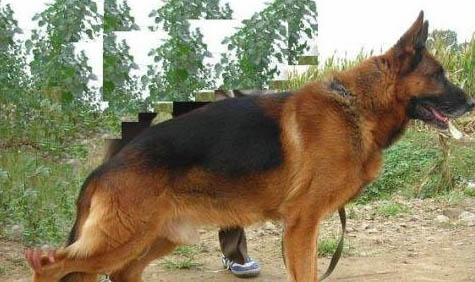 公犬絕育要恢復多久