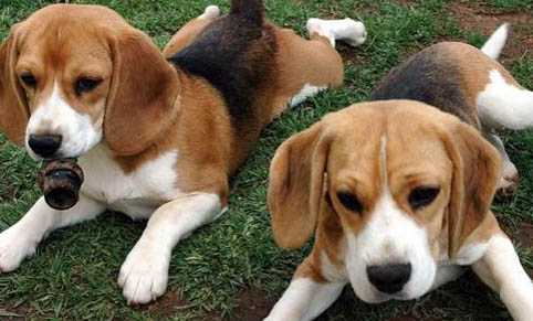 比格犬怕冷嗎