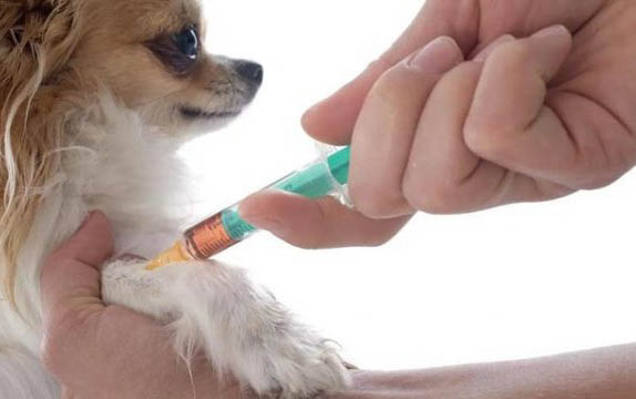 狗狗可以吃深海魚油嗎