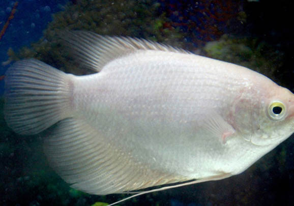 鯽魚不開口能釣嗎
