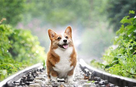哪里有賣成年母柯基犬的