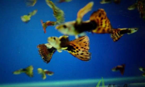 孔雀魚會串種嗎