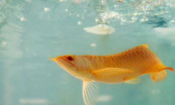 觀賞魚打架怎么辦