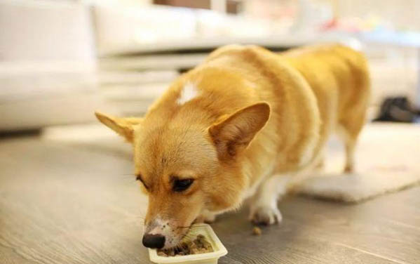 狗狗口吐白沫抽搐死亡是什么原因
