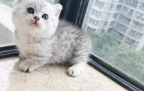 貓貓感冒了，上吐下泄怎么辦？