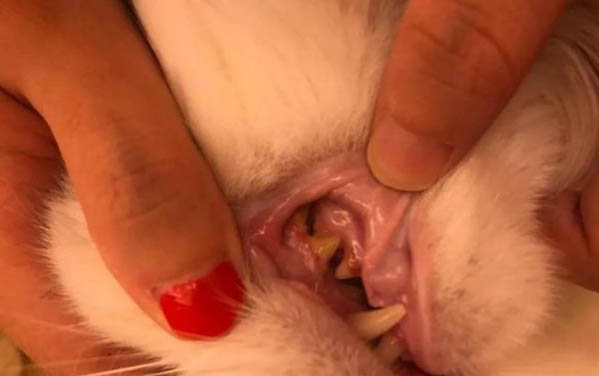 貓多大會吐毛球啊