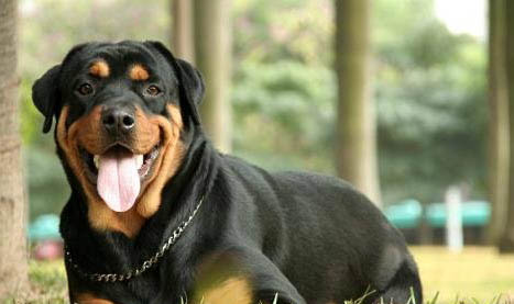 羅威納犬咬人的原因及解決辦法