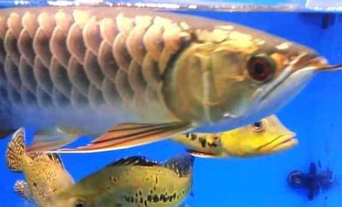 龍魚撞缸的原因及處理方法
