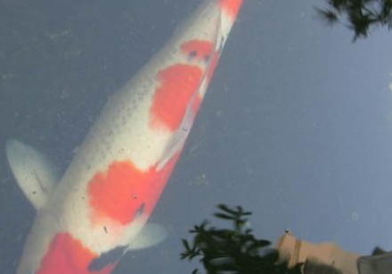 錦鯉魚尾巴有紅血絲怎么辦
