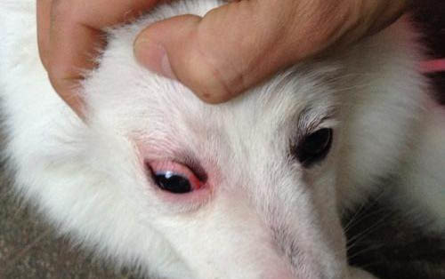 狗狗有球蟲可以治療嗎