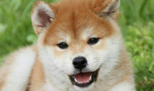 柴犬怕冷嗎,為什么