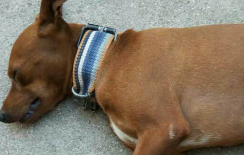 小鹿犬最遲幾個(gè)月立耳