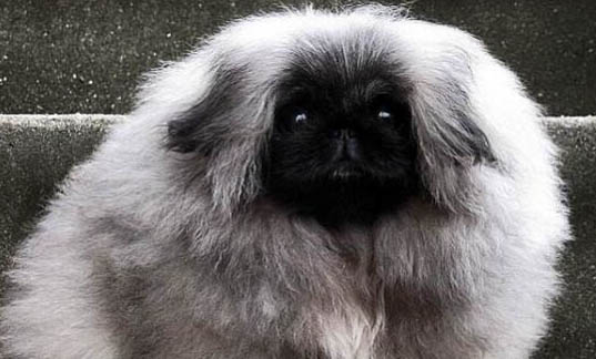 狗狗懷孕多久做b超