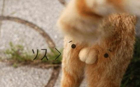 怎么訓練貓抓老鼠