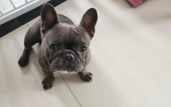 狗狗細(xì)小病毒怎么傳染的?