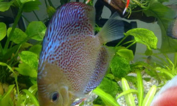 七彩神仙魚太難養了