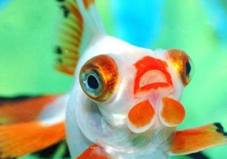 魚會睡覺嗎?