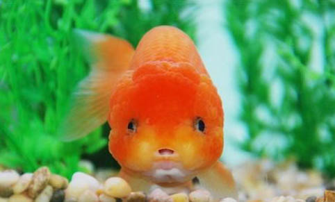 紅色觀賞魚有哪些品種