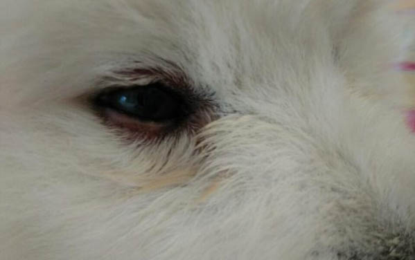小狗反腸子7天就能自愈