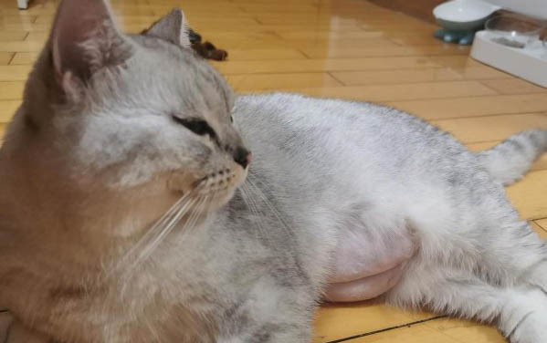 小貓鼻子干燥是正常的嘛怎么辦