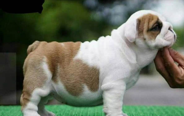 怎么樣挑選斗牛犬啊