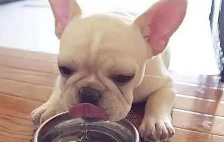 42種名犬
