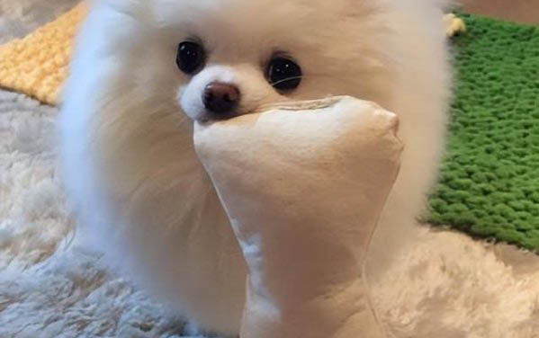 小狗身上掉毛一塊露皮用什么藥