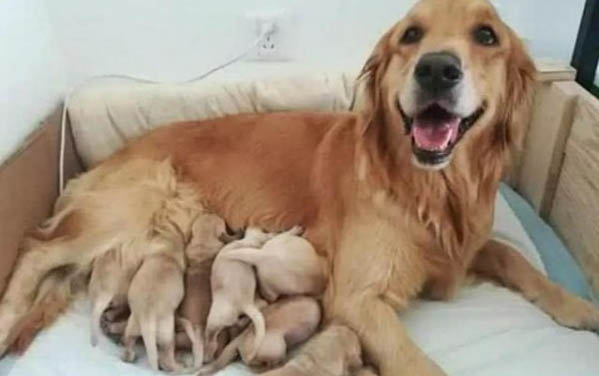 狗狗每年都要打疫苗嗎