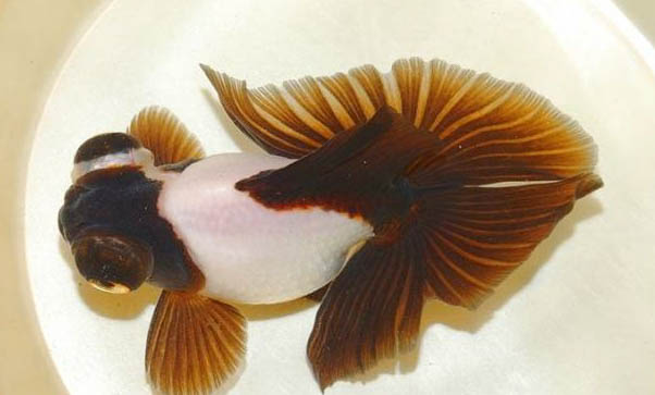 錦鯉魚(yú)身上長(zhǎng)白點(diǎn)怎么治療啊?
