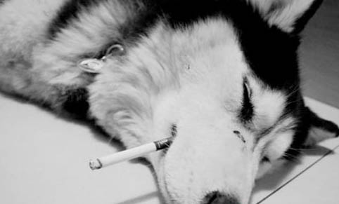 狗狗能不能吃檸檬