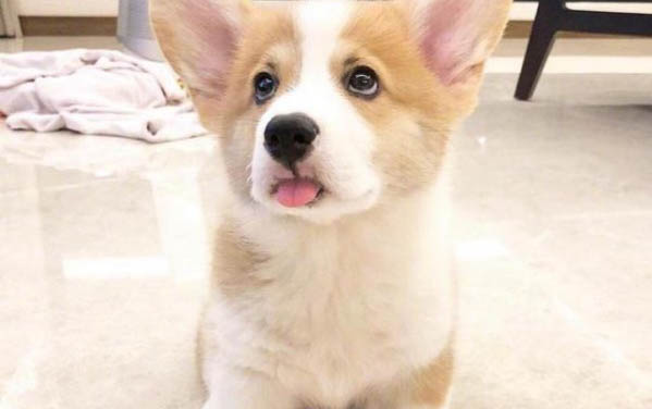 狗狗糖尿病的癥狀是什么