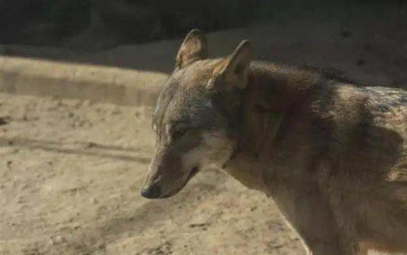 狗狗臨產前的癥狀有哪些