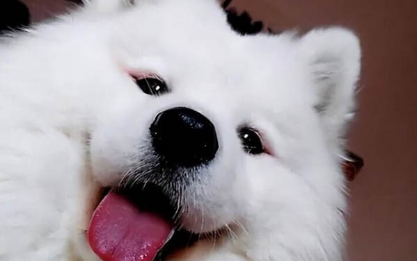 怎樣訓練薩摩耶幼犬
