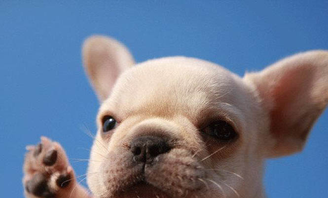 一個(gè)月的幼犬能吃蛋黃嗎