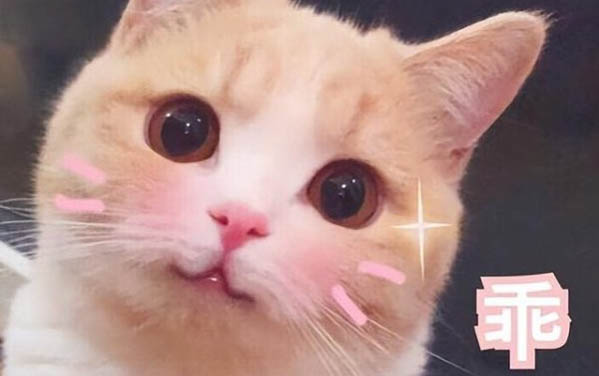 小貓上火有眼屎怎么辦