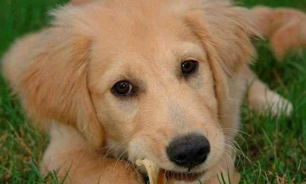 犬瘟細小病毒存活時間是多久