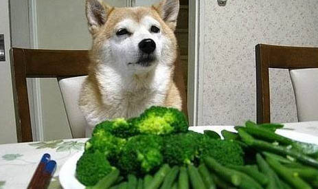 狗狗得狂犬病潛伏期是多久