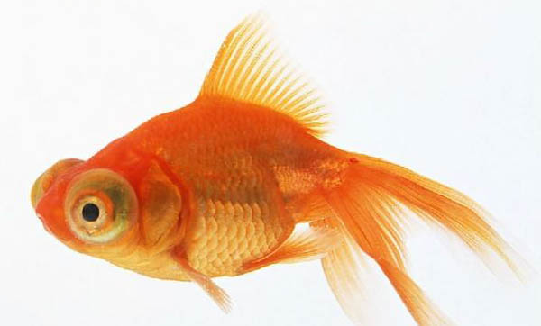 飼養蘭壽金魚的水槽需要注意些什么