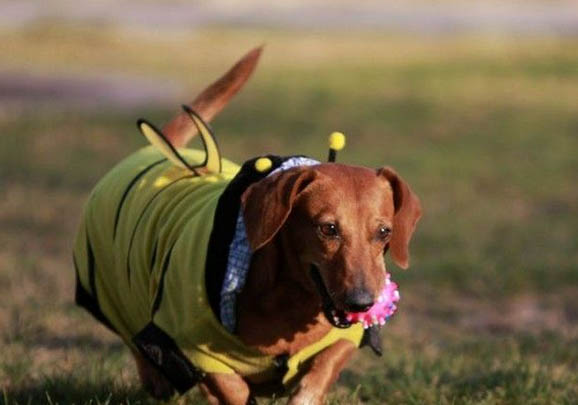 臘腸犬的優點和缺點